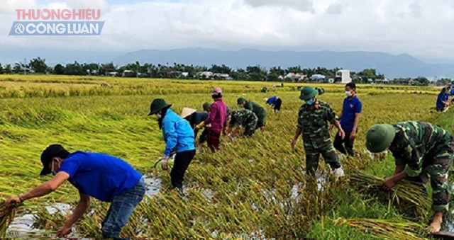 Bình Định nỗ lực giúp dân thu hoạch lúa