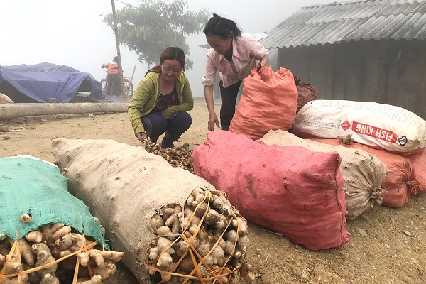 Nông dân huyện miền núi Kỳ Sơn điêu đứng vì củ gừng rớt giá thê thảm, sức tiêu thụ kém