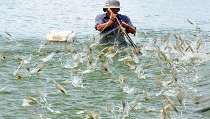 TP. Hồ Chí Minh vừa có chỉ đạo về tăng cường công tác thú y thủy sản và phòng, chống dịch bệnh động vật thủy sản