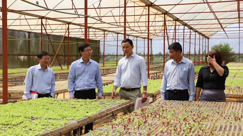 Bí thư Tỉnh ủy Nguyễn Đình Trung thăm mô hình sản xuất rau hưu cơ tại Thị xã Buôn Hồ