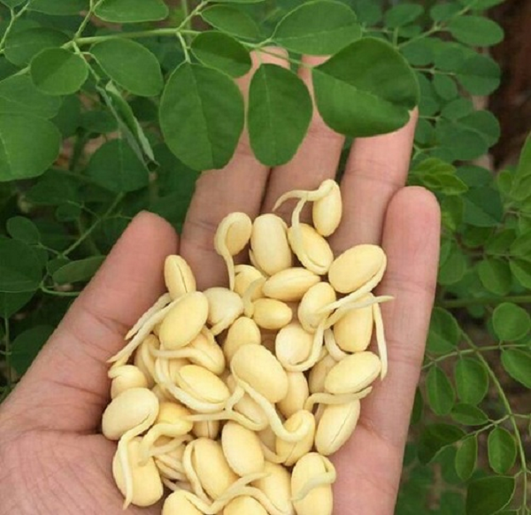 Mầm đậu nành (isoflavone) giúp cải thiện khô hạn hiệu quả