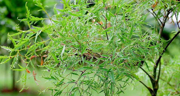 Đinh lăng giúp tăng cường sức khỏe não bộ, cải thiện tình trạng chậm phát triển trí tuệ Đinh lăng giúp tăng cường sức khỏe não bộ, cải thiện tình trạng chậm phát triển trí tuệ