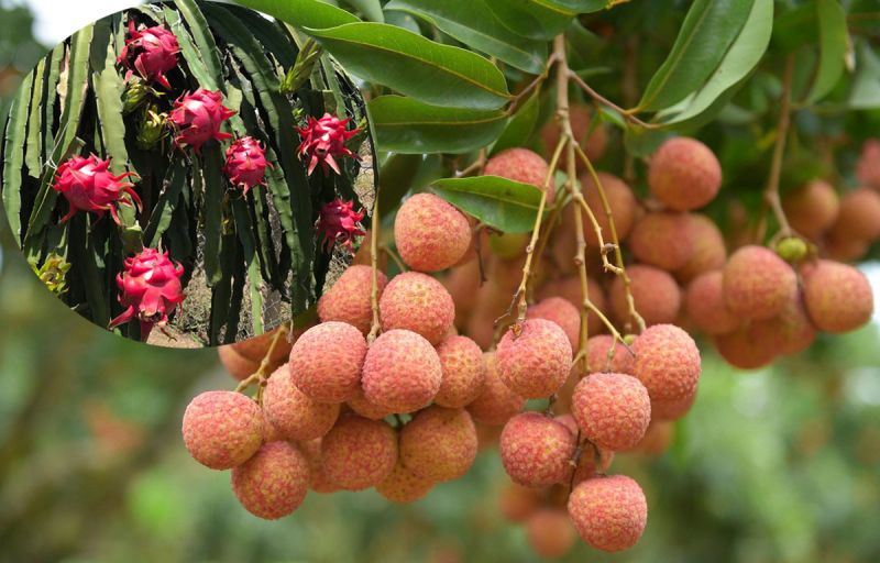 Hướng đi nào cho vải thiều, thanh long xuất khẩu sang thị trường Trung Quốc?