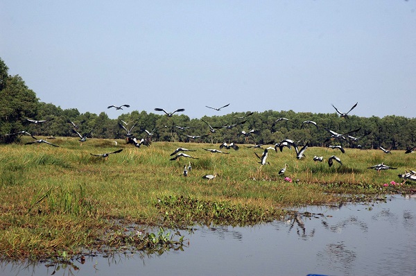 Bảo tồn các loài chim hoang dã tại Việt Nam