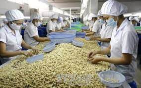 Thị trường Trung Quốc đang giảm nhập khẩu hạt điều từ Việt Nam