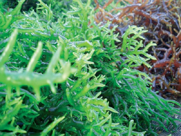 Hải tảo là thảo dược giúp điều hòa miễn dịch, ổn định nồng độ hormone tuyến giáp rất tốt
