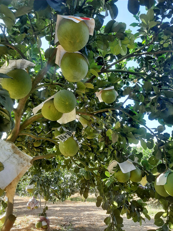 Bưởi da xanh được cấp phép xuất khẩu vào thị trường Mỹ