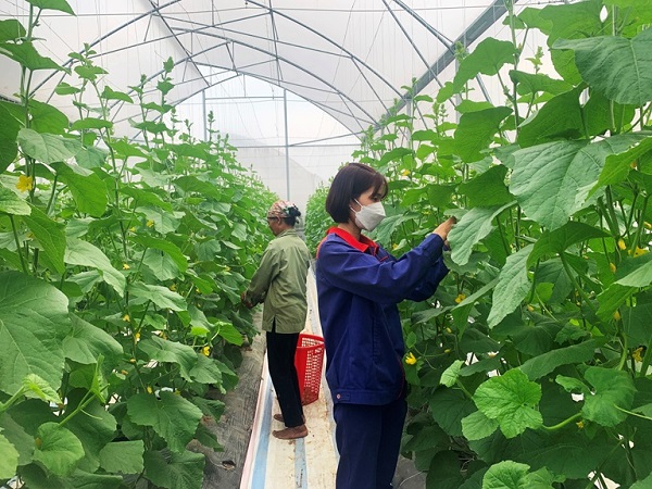 Ứng dụng nông nghiệp công nghệ cao trong sản xuất nông nghiệp giúp nông trại “Đào Gia trang” của chị Văn Thị Yến, thị trấn Tứ Trưng, huyện Vĩnh Tường gia tăng cả về chất lượng, sức cạnh tranh