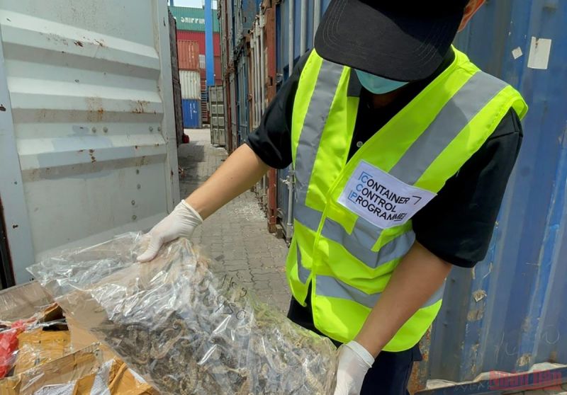 Gần 700 kg cá ngựa khô, vảy tê tê lậu trong container vỏ ốc nhập khẩu vừa bị Hải quan TP.HCM phát hiện và bắt giữ