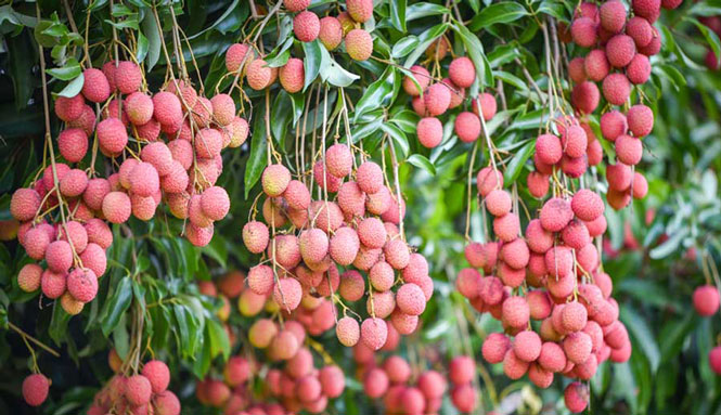 Việt Nam luôn tạo điều kiện cho doanh nghiệp nước ngoài hoạt động kinh doanh