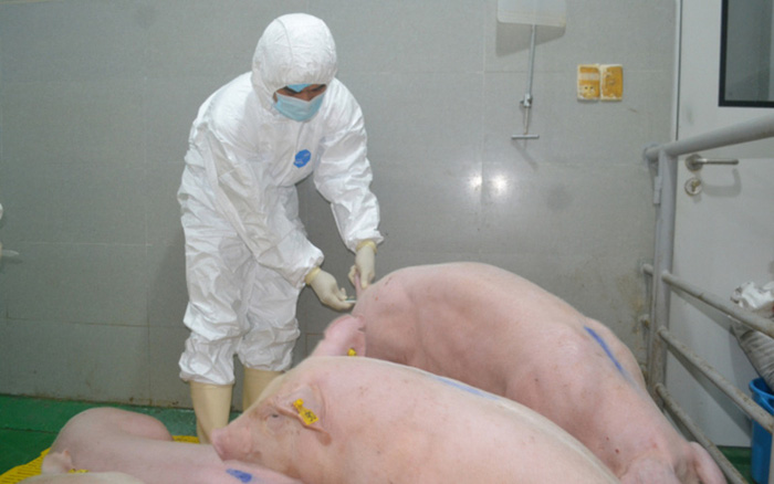 Cán bộ thú y làm công tác khảo nghiệm, kiểm tra lâm sàng dịch tễ trên những con lợn được khảo nghiệm vaccine dịch tả lợn châu Phi ở NAVETCO
