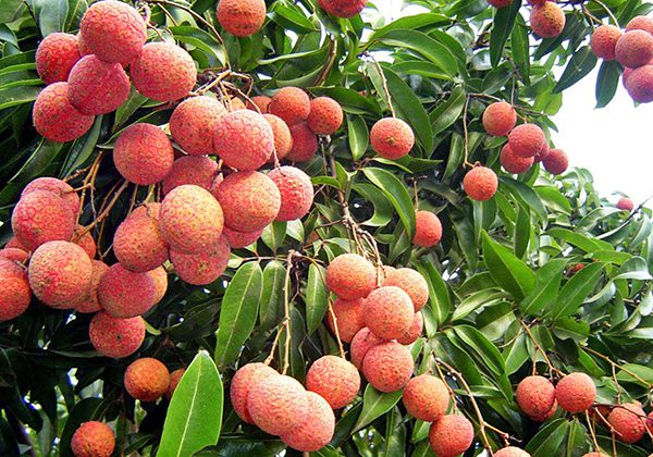 Vải thiều được mùa, bán, xuất khẩu sang Châu Âu với giá cao, nông dân phấn khởi