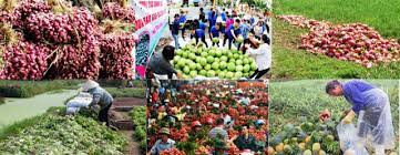 Hướng đi cho nông sản Việt, vì sao "được mùa nhưng mất giá"