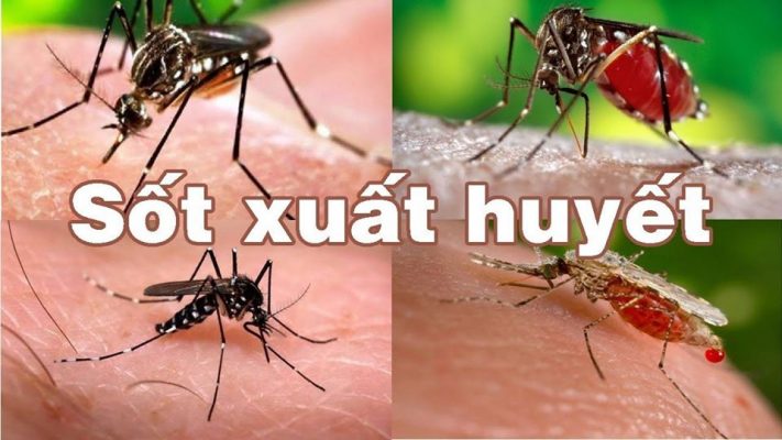 9 ca tử vong do sốt xuất huyết, TP. Hồ Chí Minh họp tăng cường phòng chống