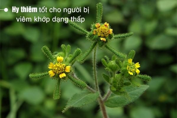 Hy thiêm - Thảo dược tự nhiên hỗ trợ điều trị viêm khớp dạng thấp