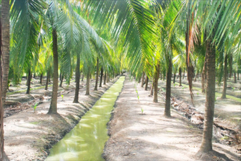 Trà Vinh: Mô hình trồng dừa hữu cơ cho hiệu quả bền vững