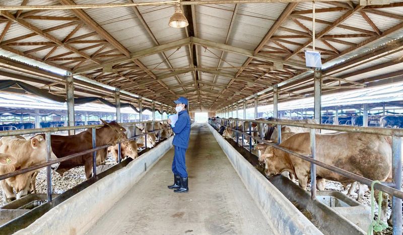 Dự án chăn nuôi bò của Công ty TNHH một thành viên 74 (Binh đoàn 15) tại huyện Đức Cơ. Ảnh: Hà Duy