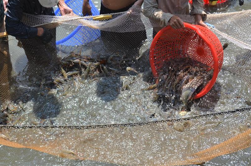 Đồng Nai: Giá trị sản xuất nông, lâm, thủy sản đạt gần 22.800 tỷ đồng