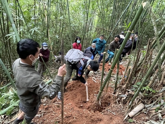 Quỹ Bảo vệ và Phát triển rừng tổ chức tập huấn các kiến thức về trồng và khai thác bền vững rừng Lùng tại huyện Quế Phong