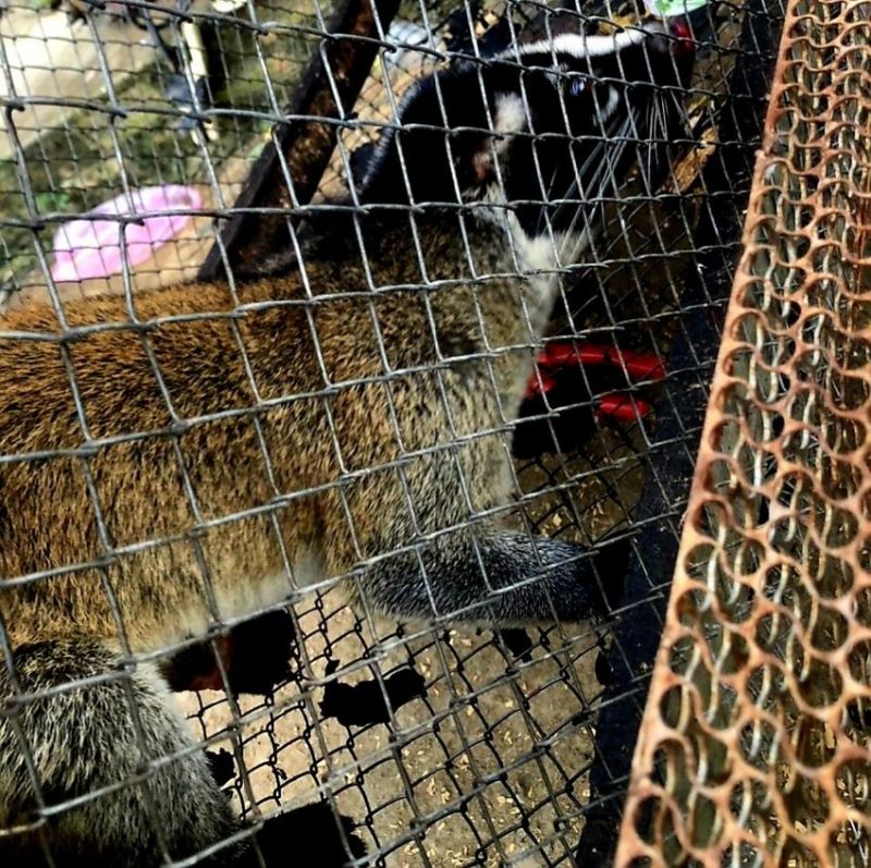 Một hộ dân nuôi nhốt 3 con chồn bạc má trái phép vừa bị lực lượng chức năng huyện Đam Rông phát hiện