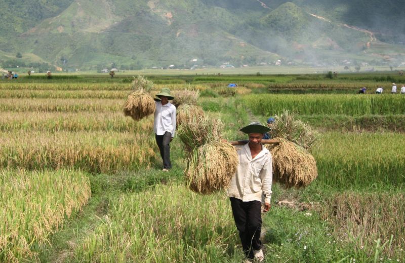 Dưới bàn tay cần cù của người nông dân, giống lúa thuần chủng địa phương đã cho sản phẩm gạo Séng Cù dẻo thơm nức tiếng.
