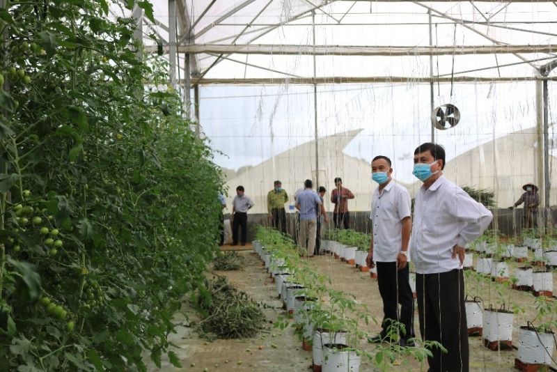 Vùng sản xuất nông nghiệp ứng dụng công nghệ cao tại thị trấn Măng Đen, huyện Kon Plông