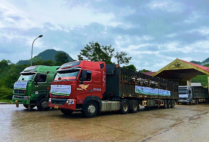 Một nhóm các chuyên gia Vinamilk & Lao-Jagro cũng đã đợi sẵn tại cửa khẩu Nậm Cắn, kiểm tra sức khỏe cho đàn bò, chuẩn bị cho hành trình tiếp theo trên đất Lào