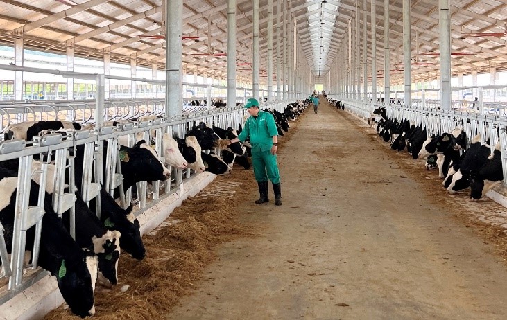 Đàn bò sữa đã an toàn, khỏe mạnh về đến ngôi nhà mới - trang trại Vinamilk Lao-Jagro