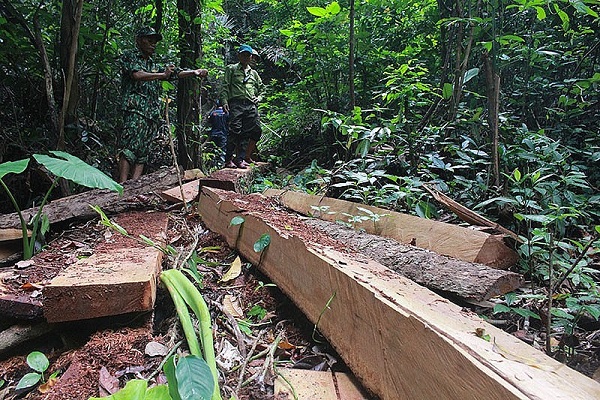 Hiện trường vụ lâm tặc chặt phá rừng phòng hộ ở huyện Quảng Ninh
