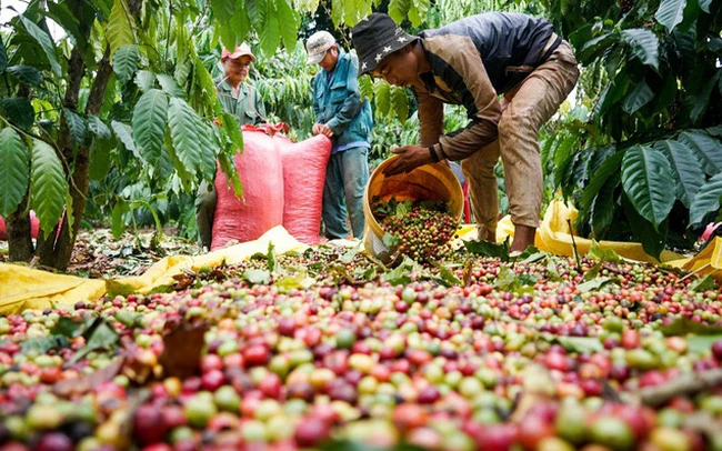 trong tháng 6/2022, Việt Nam xuất khẩu cà phê đạt 137.400 tấn, trị giá 315,34 triệu USD, giảm 3,5% về lượng và giảm 2,8% về trị giá so với tháng 5/2022, so với tháng 6/2021 tăng 7,3% về lượng và tăng 26,9% về trị giá.
