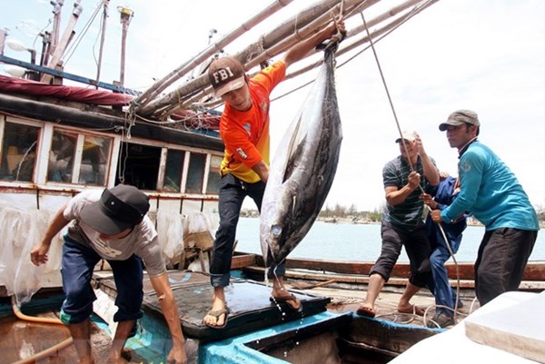 Xuất khẩu cá ngừ 2022 dự kiến chạm kỷ lục trên 1 tỷ USD. Ảnh minh họa, nguồn internet