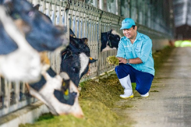 Sau khi về trang trại và được chăm sóc theo chế độ “tân đáo”, sức khỏe đàn bò đã ổn định và thích nghi với khí hậu tại Việt Nam