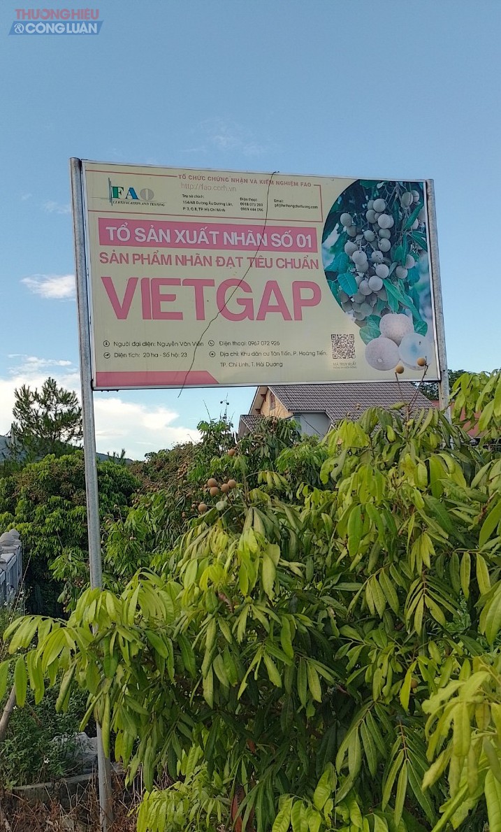 Tổ sản xuất nhãn số 1, sản phẩm đạt tiêu chuẩn VietGap tại khu dân cư Tân Tiến, P.Hoàng Tiến, TP.Chí Linh, tỉnh Hải Dương
