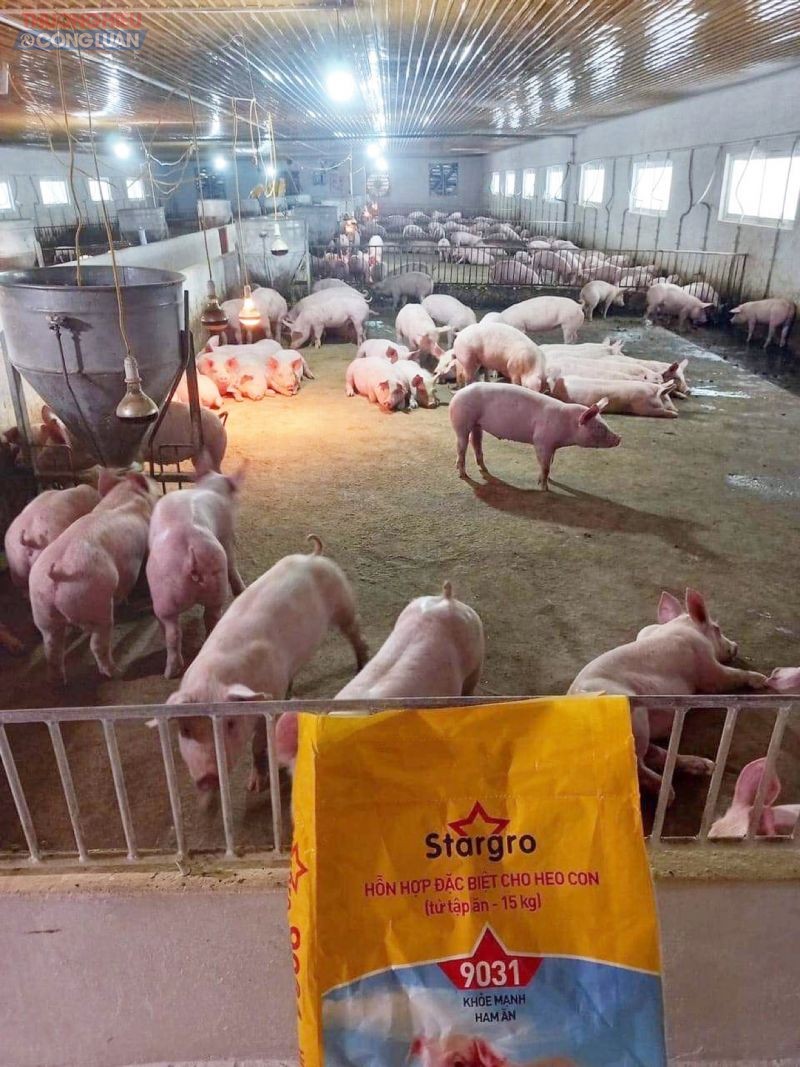 Trang trại nuôi lợn của cô Hằng, tại huyện Lam Thao, tỉnh Phú Thọ, đang xuất bán giá lợn hơi 70.000 đồng/kg
