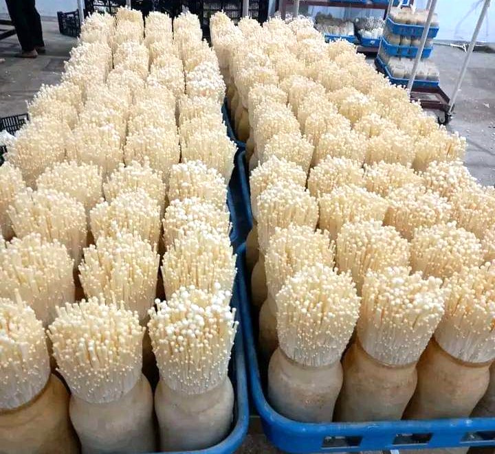 1, Nấm kim châm 1, Nấm kim châm