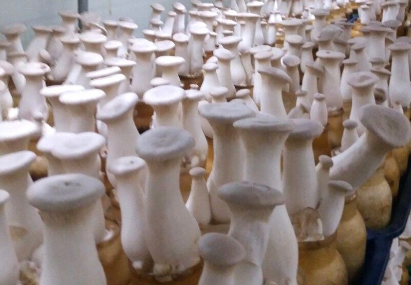 Công ty CP KMS Đầu tư sản xuất và thương mại: Tiên phong trồng nấm công nghệ cao