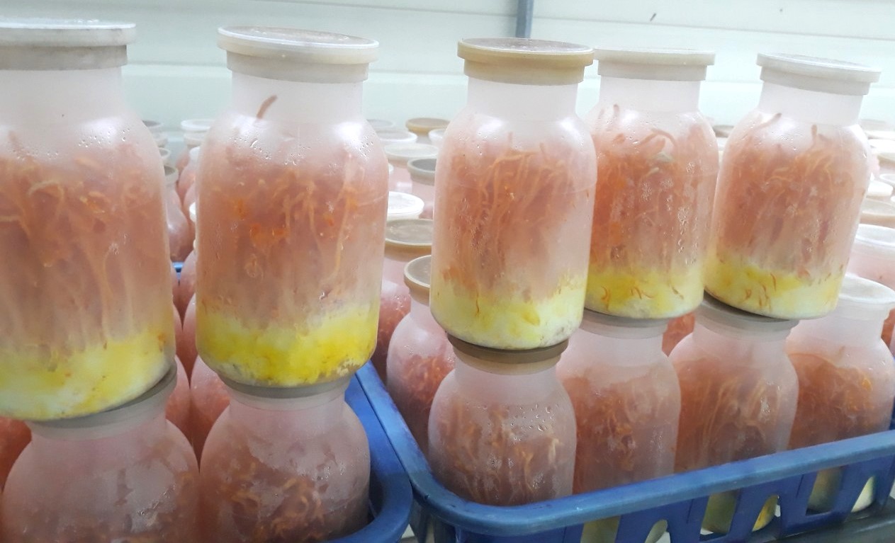 3, Nấm đông trùng hạ thảo 3, Nấm đông trùng hạ thảo