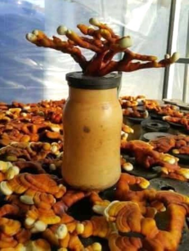 Nấm Linh chi Nấm Linh chi