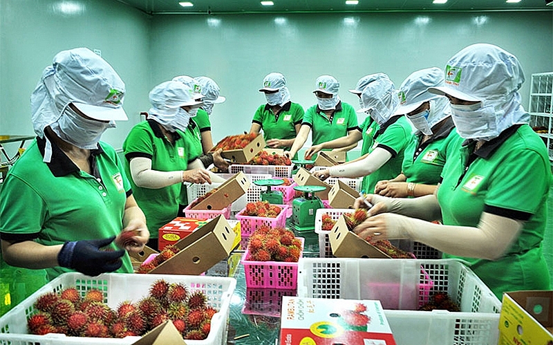 Châu Âu luôn là thị trường xuất khẩu tiềm năng của nông sản Việt Nam