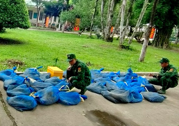 Lực lượng chức năng tỉnh An Giangvừa phát hiện vụ vận chuyển 52 con kỳ đà, 42 cá thể động vật họ rùa, tổng trọng lượng gần 335 kg trên địa bàn