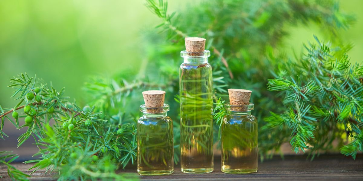 Dùng dầu cây chè giúp giảm triệu chứng và ngăn cản sự lan rộng của bệnh vảy nến