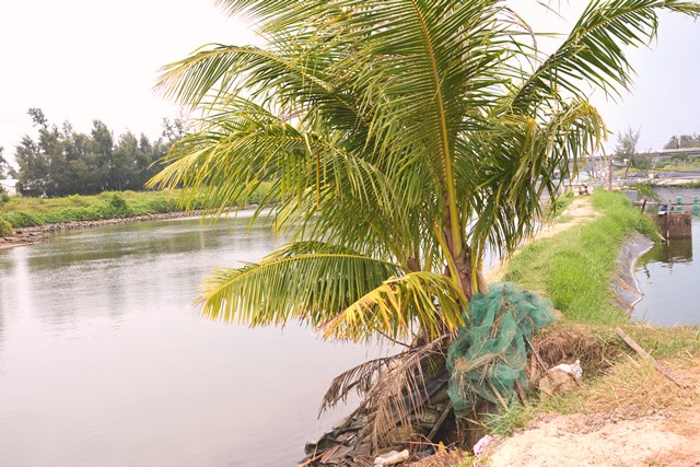Người dân ngang nhiên đưa cả cây dừa ra trồng trên đất hồ nuôi tôm trái phép