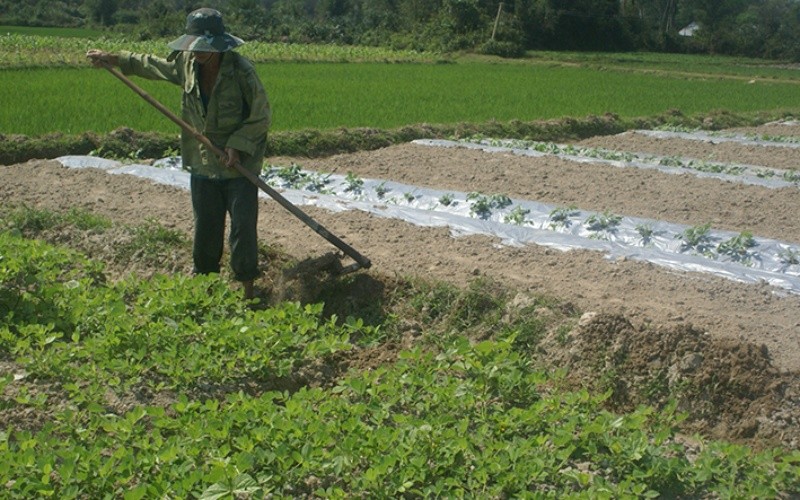 Người dân xã Tam An, huyện Phú Ninh (Quảng Nam) chuyển đổi đất lúa sang trồng rau màu, đem lại hiệu quả kinh tế cao.