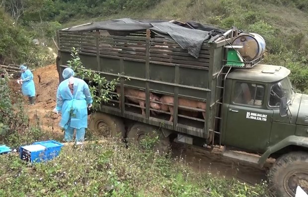Bộ đội Biên phòng tỉnh Sơn La phối hợp với lực lượng chức năng huyện Yên Châu, tỉnh Sơn La tiến hành tiêu hủy toàn bộ số lợn vận chuyển trái phép từ Lào vào Việt Nam.