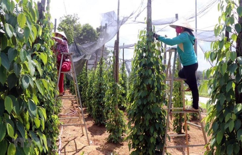 Giá tiêu hôm nay 07/08, đi ngang ở một số địa phương