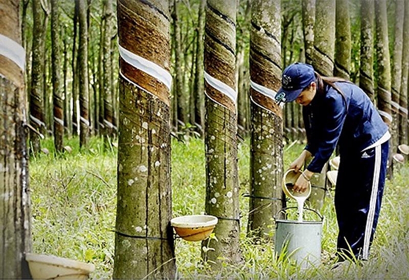 Giá cao su tăng mạnh tại các sàn Châu Á