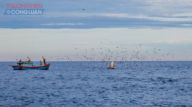 Một góc hình ảnh cá voi xanh trên vùng biển Vũng Bồi - Đề Gi.