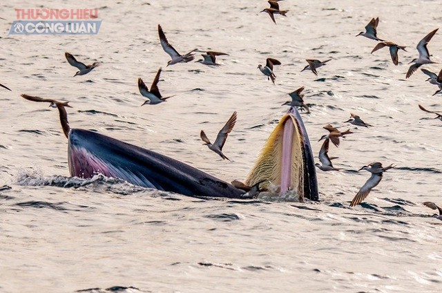 Cận cảnh cá voi xanh ở vùng biển Vũng Bồi - Đề Gi.