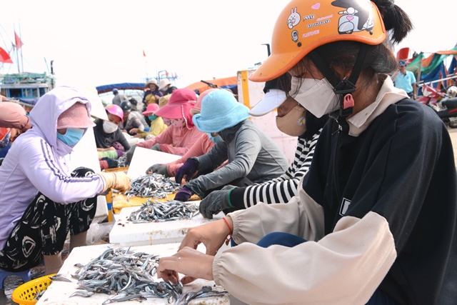 Phụ nữ Lý Sơn tham gia chế biến cá