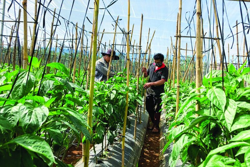 Mô hình trồng rau trong nhà lưới của nông dân xã Đà Loan, huyện Đức Trọng, tỉnh Lâm Đồng.